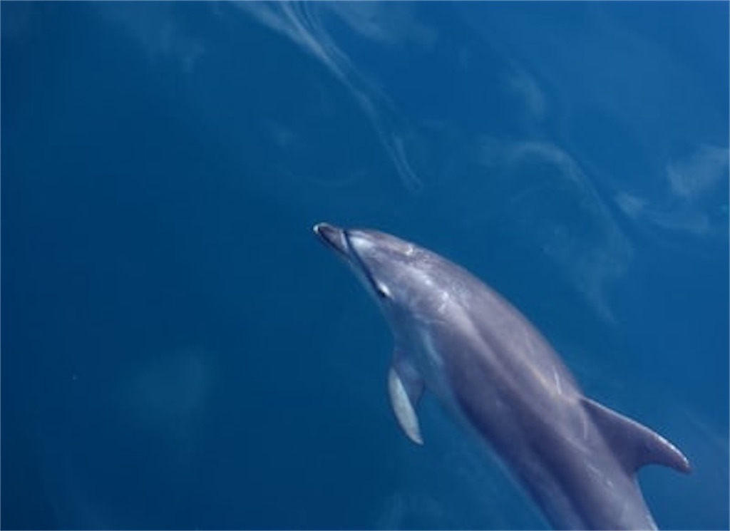 f:id:ecokico12:20201126172757j:image f:id:ecokico12:20201126172757j:image