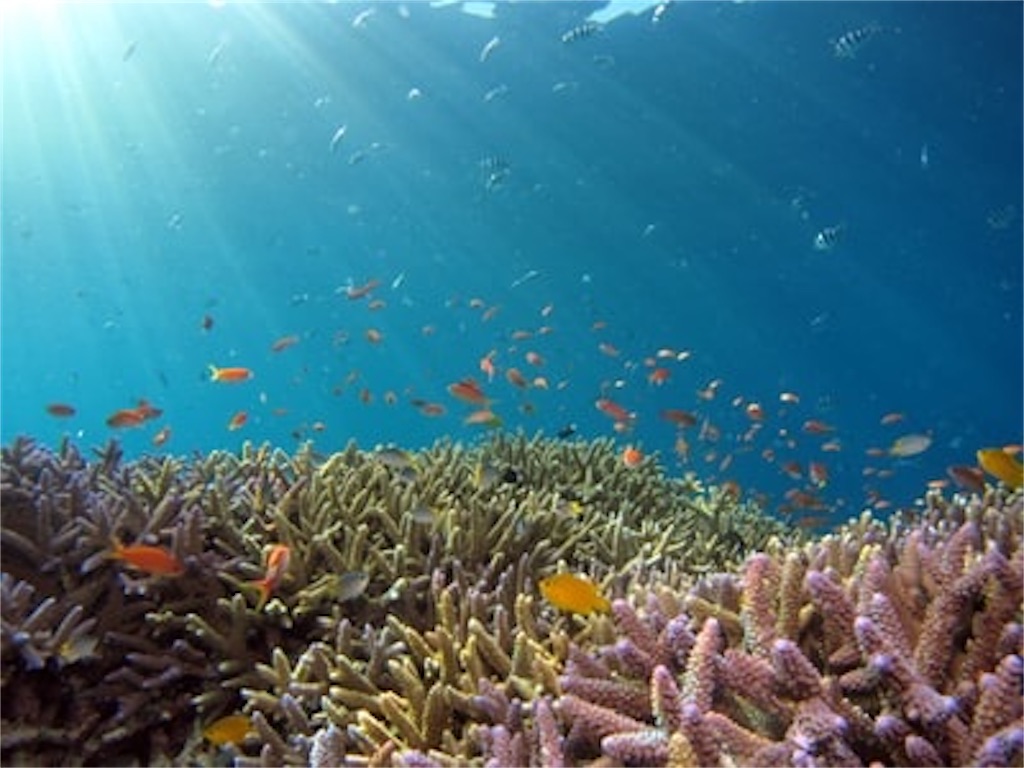 f:id:ecokico12:20201126173134j:image f:id:ecokico12:20201126173134j:image