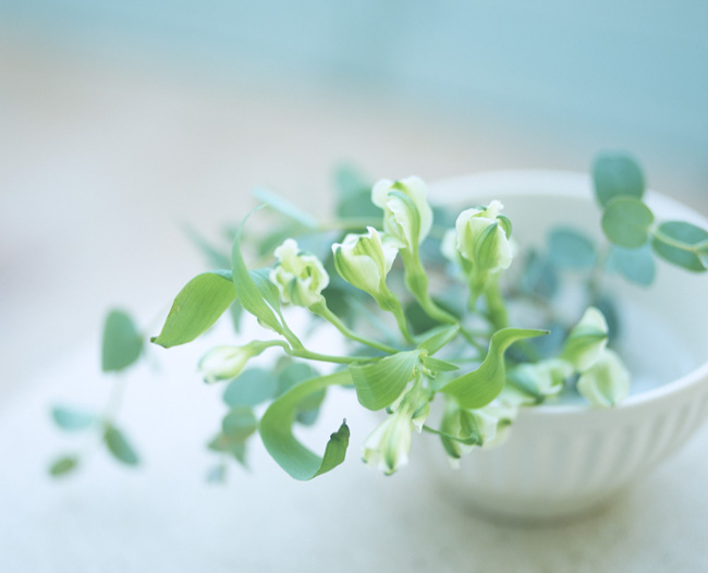 f:id:ecolopy:20191111212648j:plain