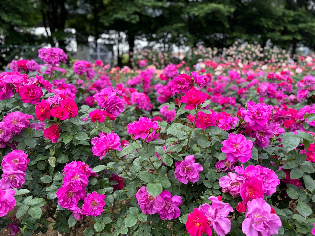 f:id:ecomi78:20260509082454j:image