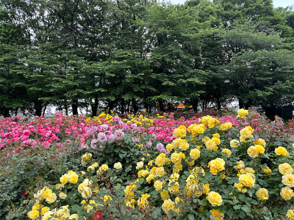 f:id:ecomi78:20260509082507j:image