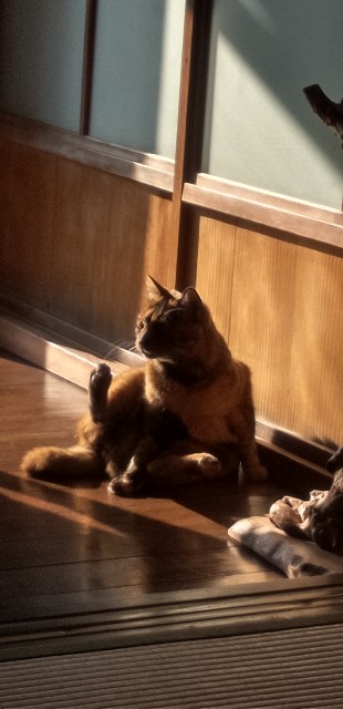 f:id:ecotencyo:20220129223741j:image