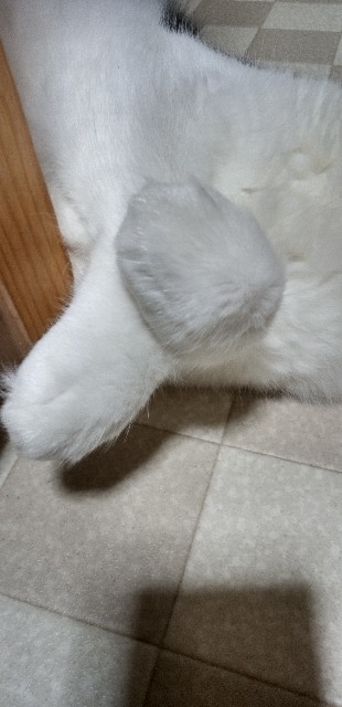 f:id:ecotencyo:20220702222651j:image