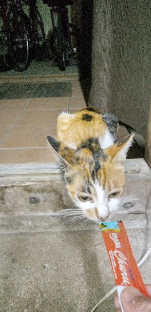 f:id:ecotencyo:20220804104459j:image