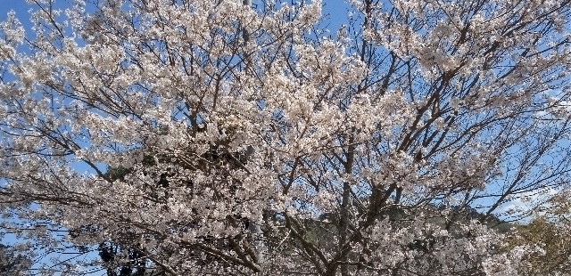 f:id:ecotencyo:20230412191905j:image