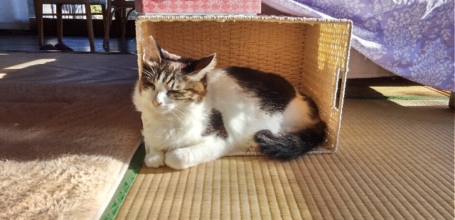 f:id:ecotencyo:20250219084112j:image