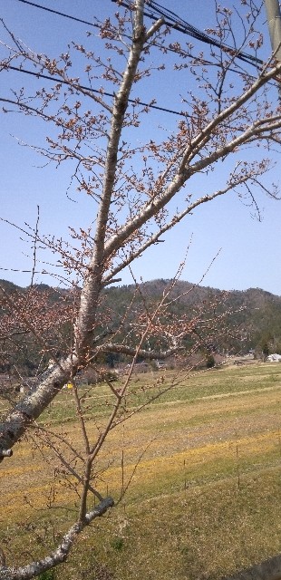 f:id:ecotencyo:20250405202935j:image