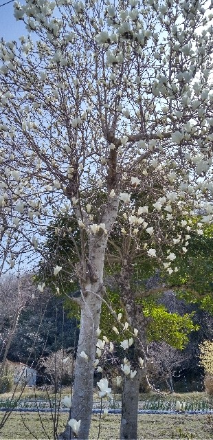 f:id:ecotencyo:20250405203126j:image