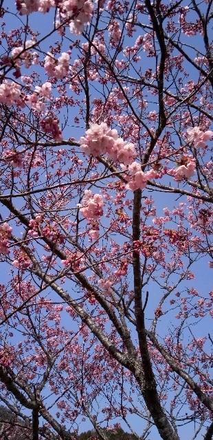 f:id:ecotencyo:20250405203408j:image