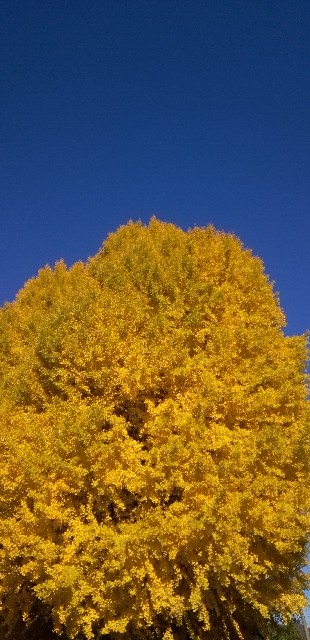 f:id:ecotencyo:20251122095700j:image