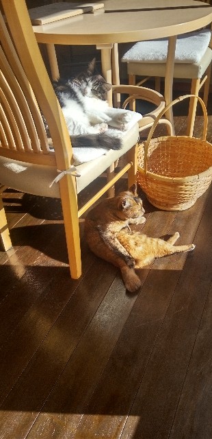 f:id:ecotencyo:20251128073959j:image f:id:ecotencyo:20251128073959j:image