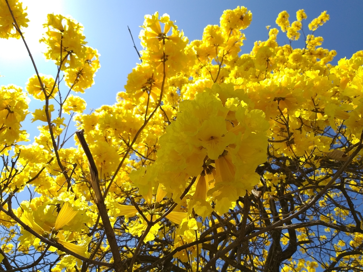 f:id:ecuadorsekido:20200322024650j:plain f:id:ecuadorsekido:20200322024650j:plain