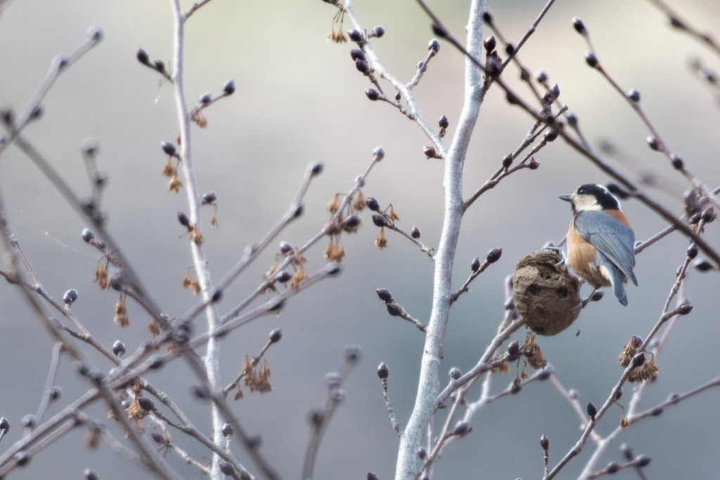 f:id:ed3159:20171216093407j:plain f:id:ed3159:20171216093407j:plain