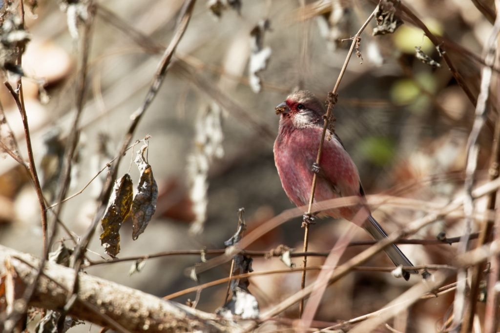 f:id:ed3159:20171216104851j:plain f:id:ed3159:20171216104851j:plain