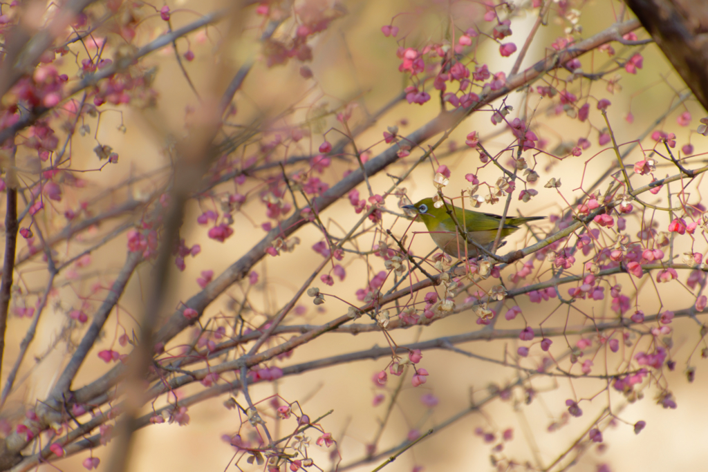 f:id:ed3159:20171223131134j:plain 赤い実をついばんでまわるメジロ