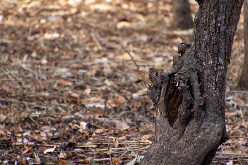 f:id:ed3159:20171223131553j:plain 見事に擬態するアリスイ