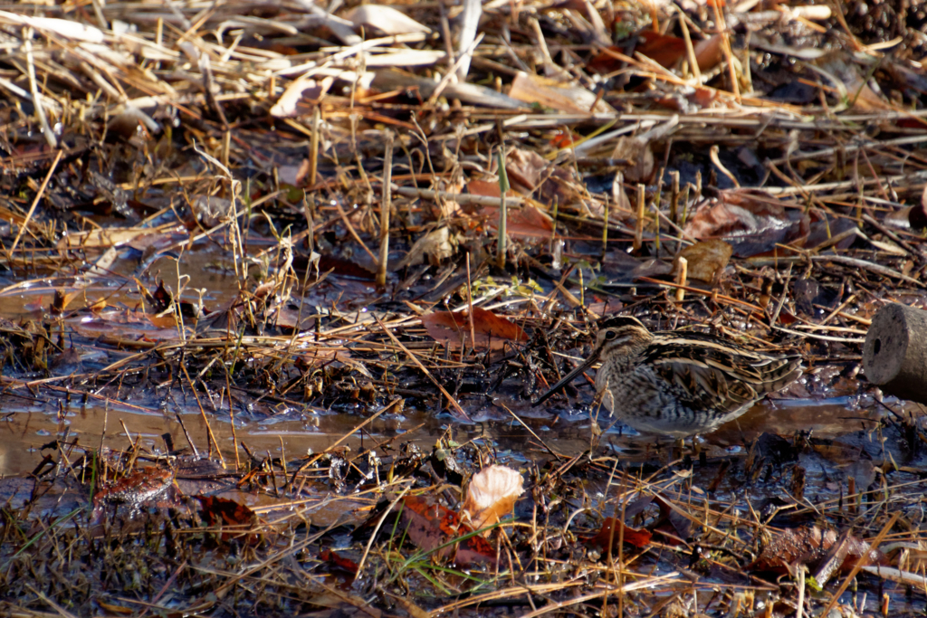 f:id:ed3159:20171223132756j:plain 溝で採餌するタシギ
