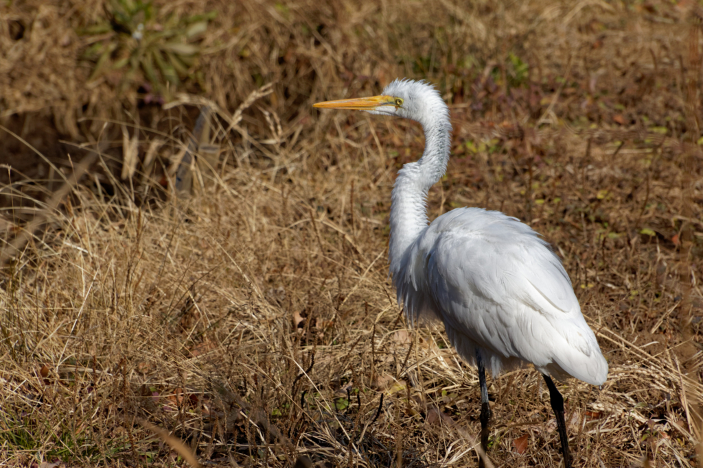 f:id:ed3159:20171223133346j:plain 耕運機の後をついて回るチュウダイサギ