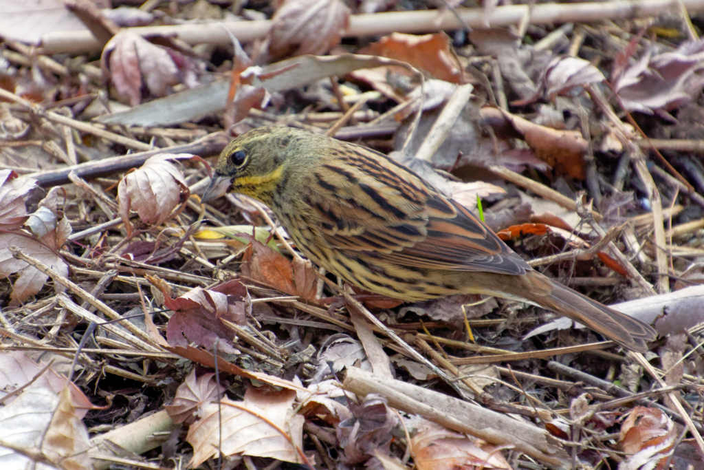 f:id:ed3159:20171223143857j:plain アオジ