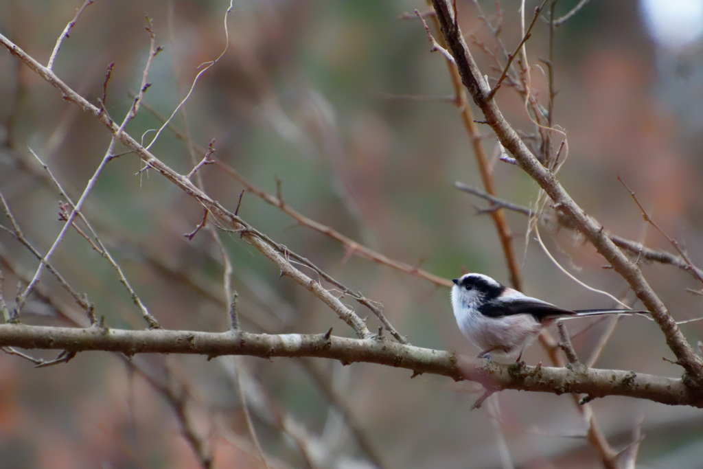 f:id:ed3159:20171223145346j:plain 枝を次々渡っていくすばしこいエナガ