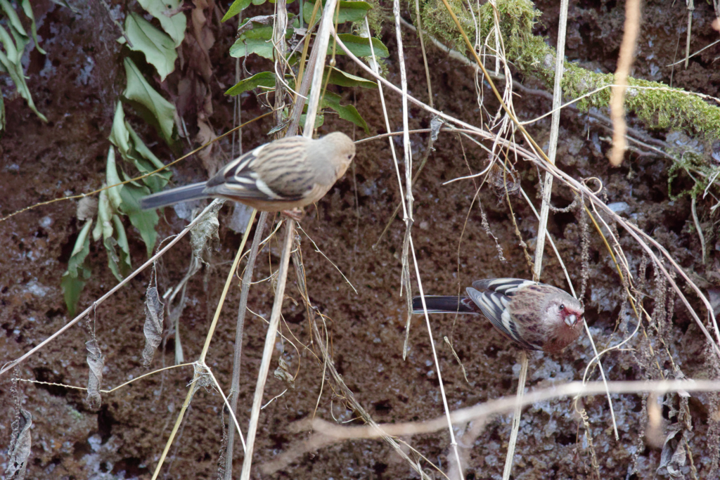 f:id:ed3159:20180107100540j:plain f:id:ed3159:20180107100540j:plain