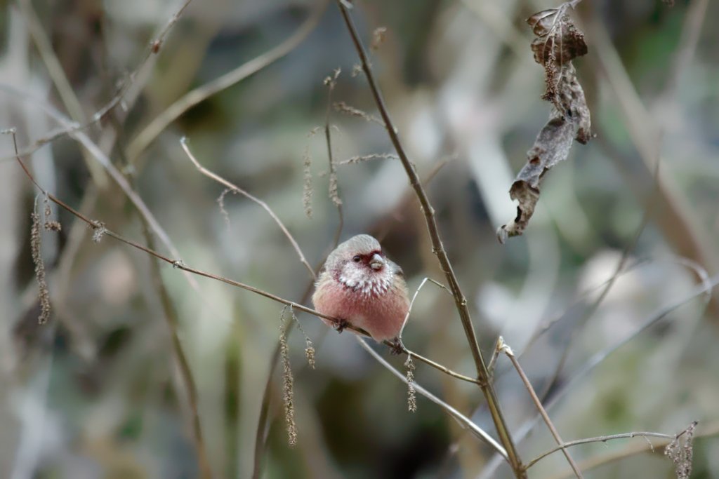 f:id:ed3159:20180107102439j:plain f:id:ed3159:20180107102439j:plain