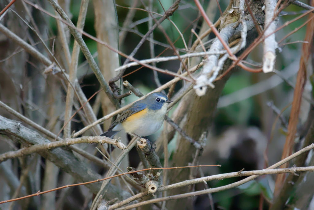 f:id:ed3159:20180107105220j:plain f:id:ed3159:20180107105220j:plain