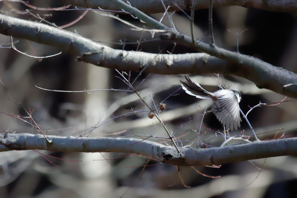 f:id:ed3159:20180107111958j:plain f:id:ed3159:20180107111958j:plain