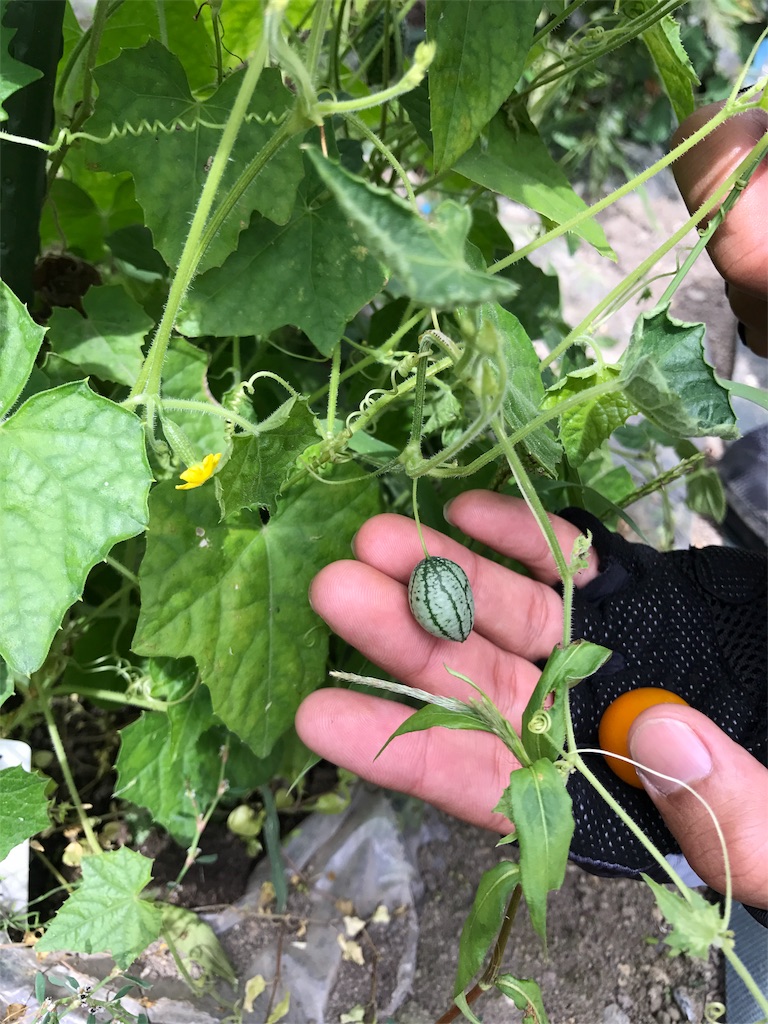 f:id:edamame0416:20181017070207j:image f:id:edamame0416:20181017070207j:image