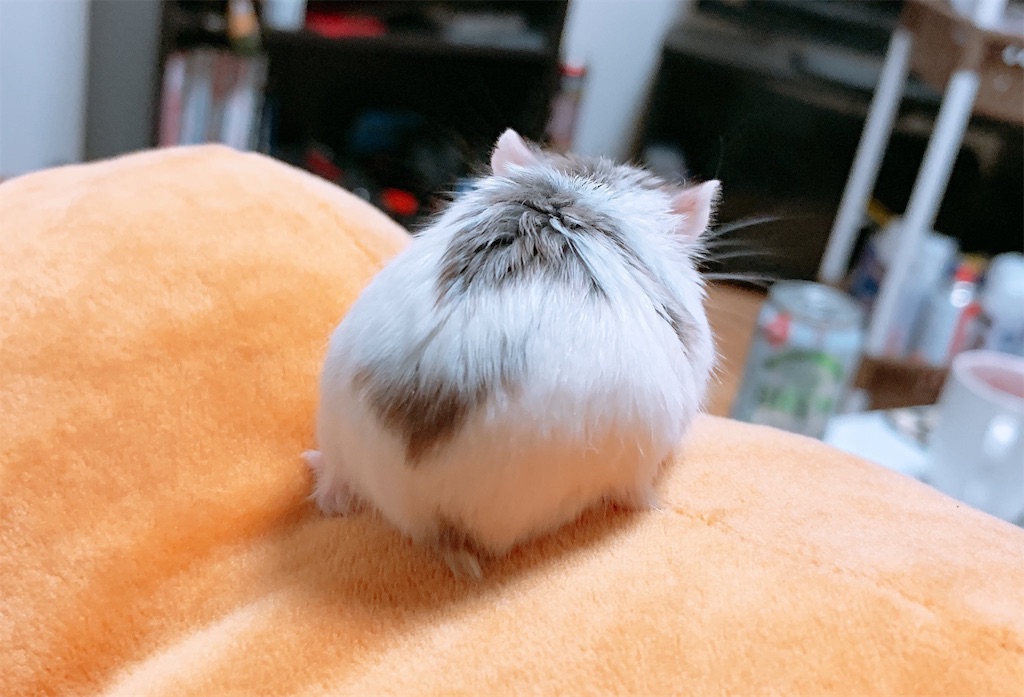 f:id:edamame0416:20181231181201j:image