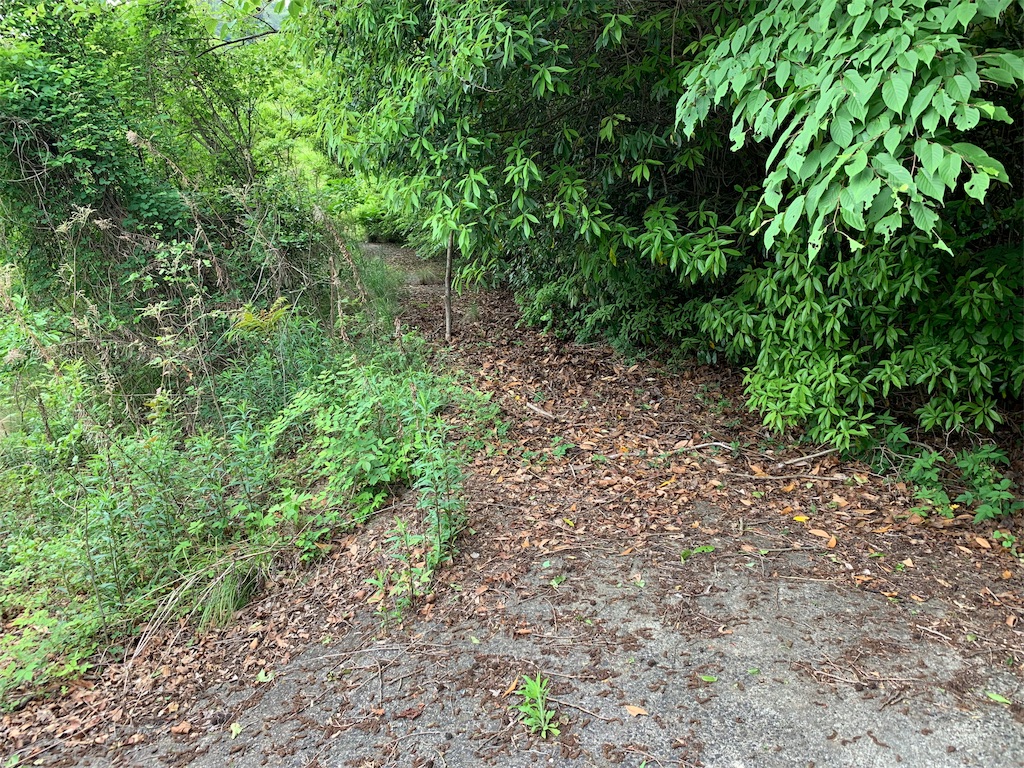f:id:edamame0416:20190510002427j:image