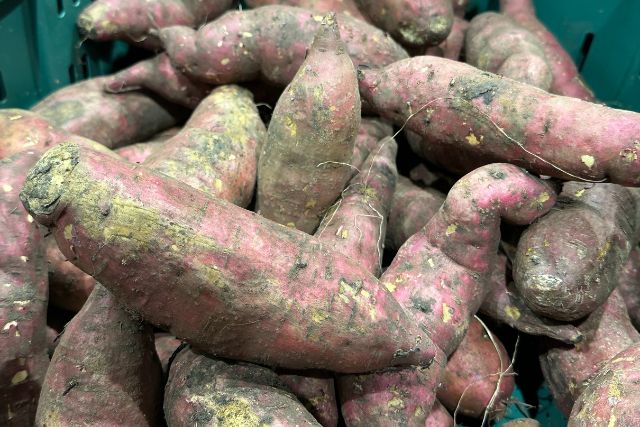 kumara