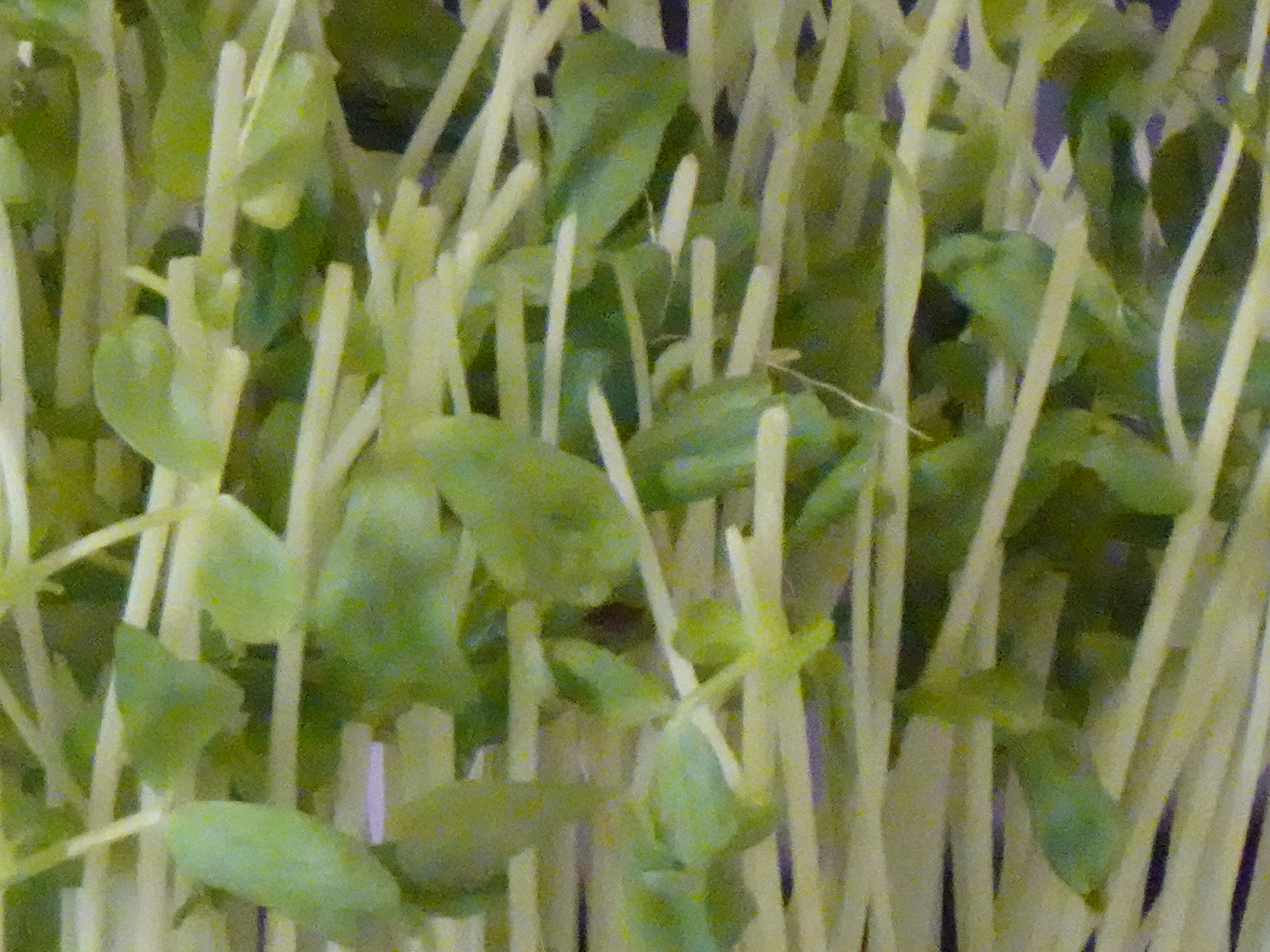 f:id:edgeknight:20201013192739j:plain