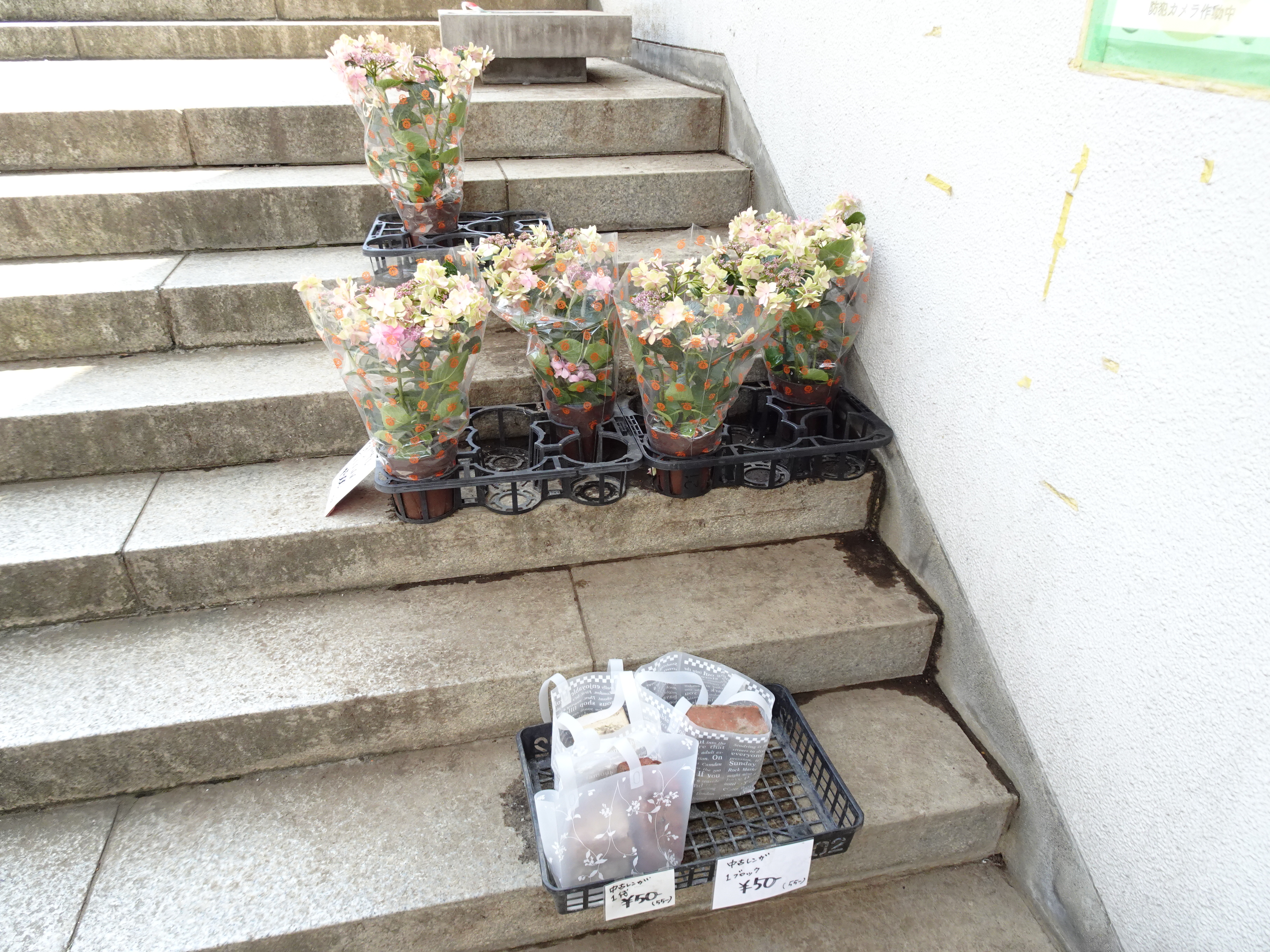階段にはレンガブロックと鉢植えが並んでいた