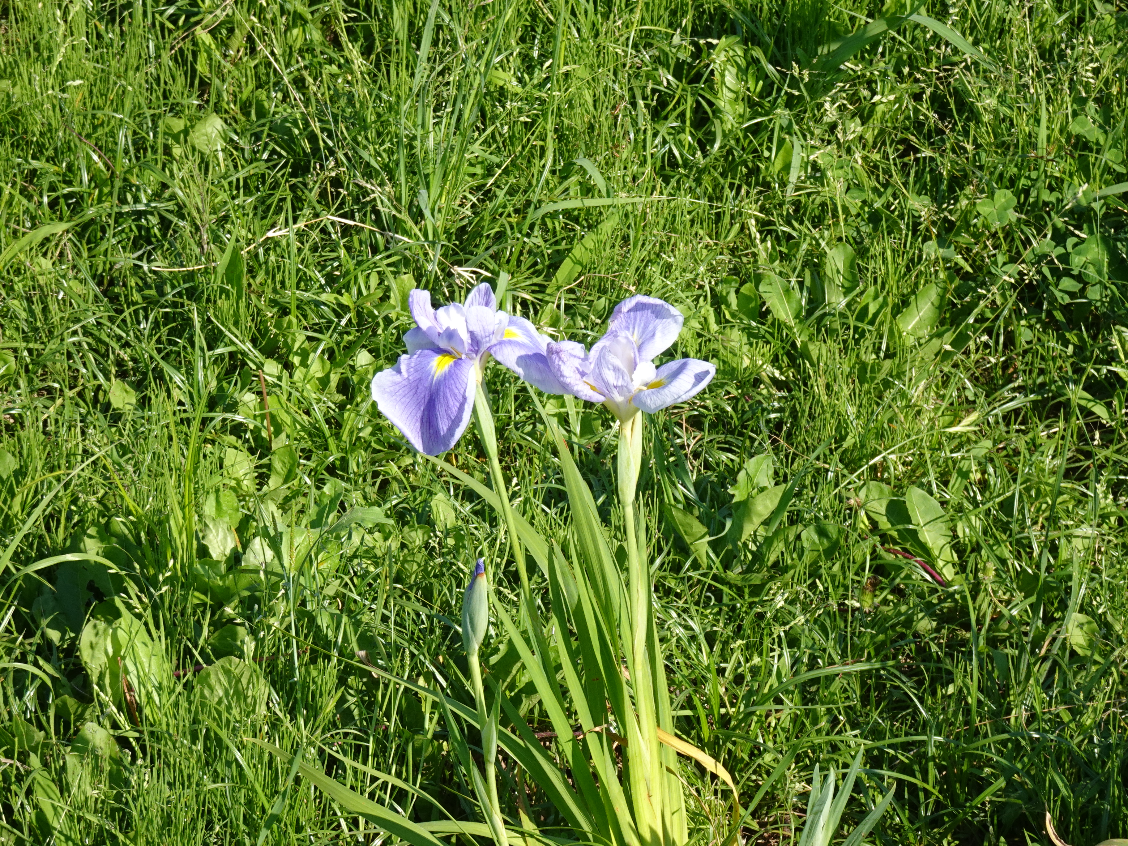 ラベンダー色の花菖蒲