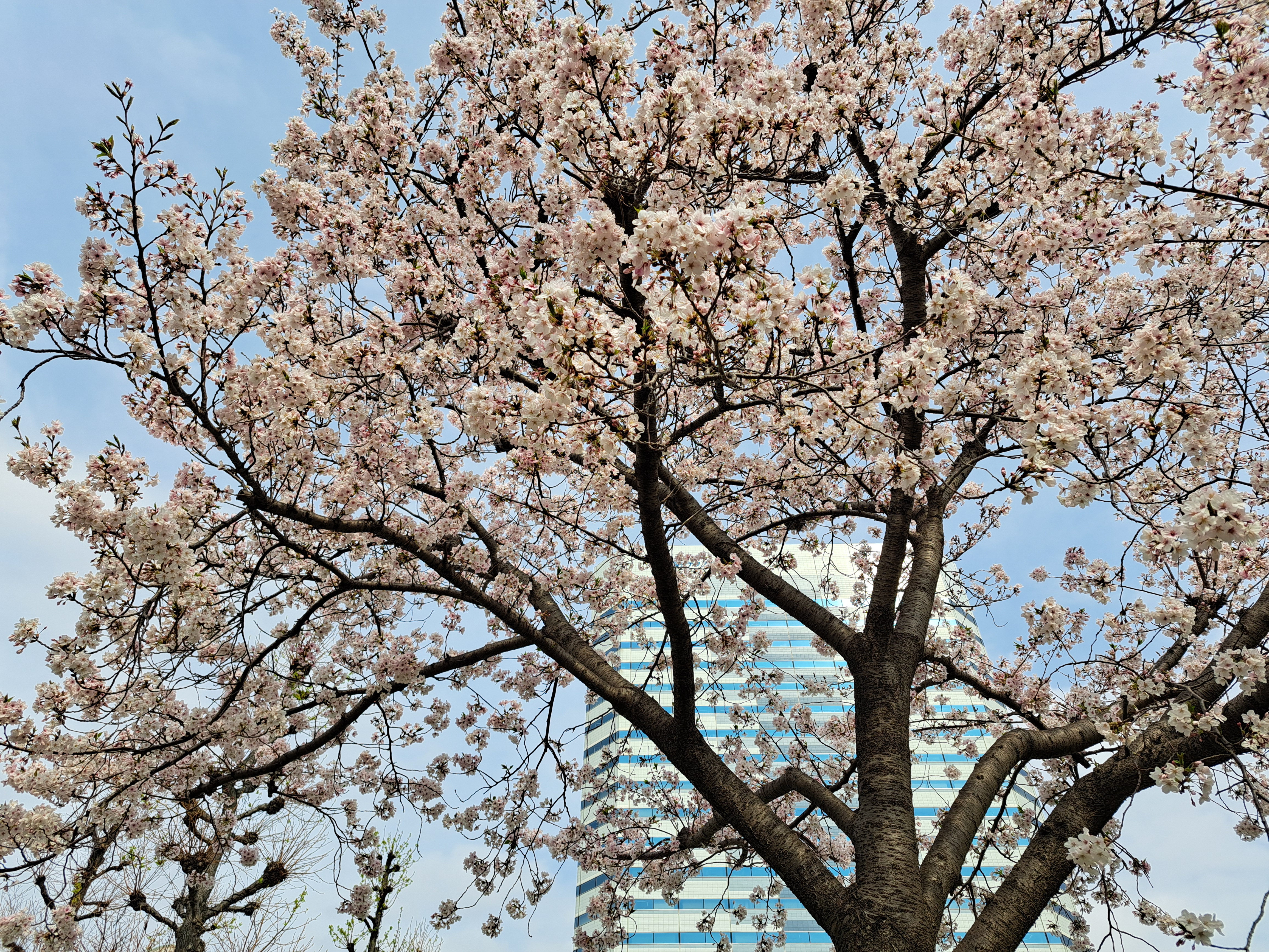 Galaxy A53 5Gで撮影した写真