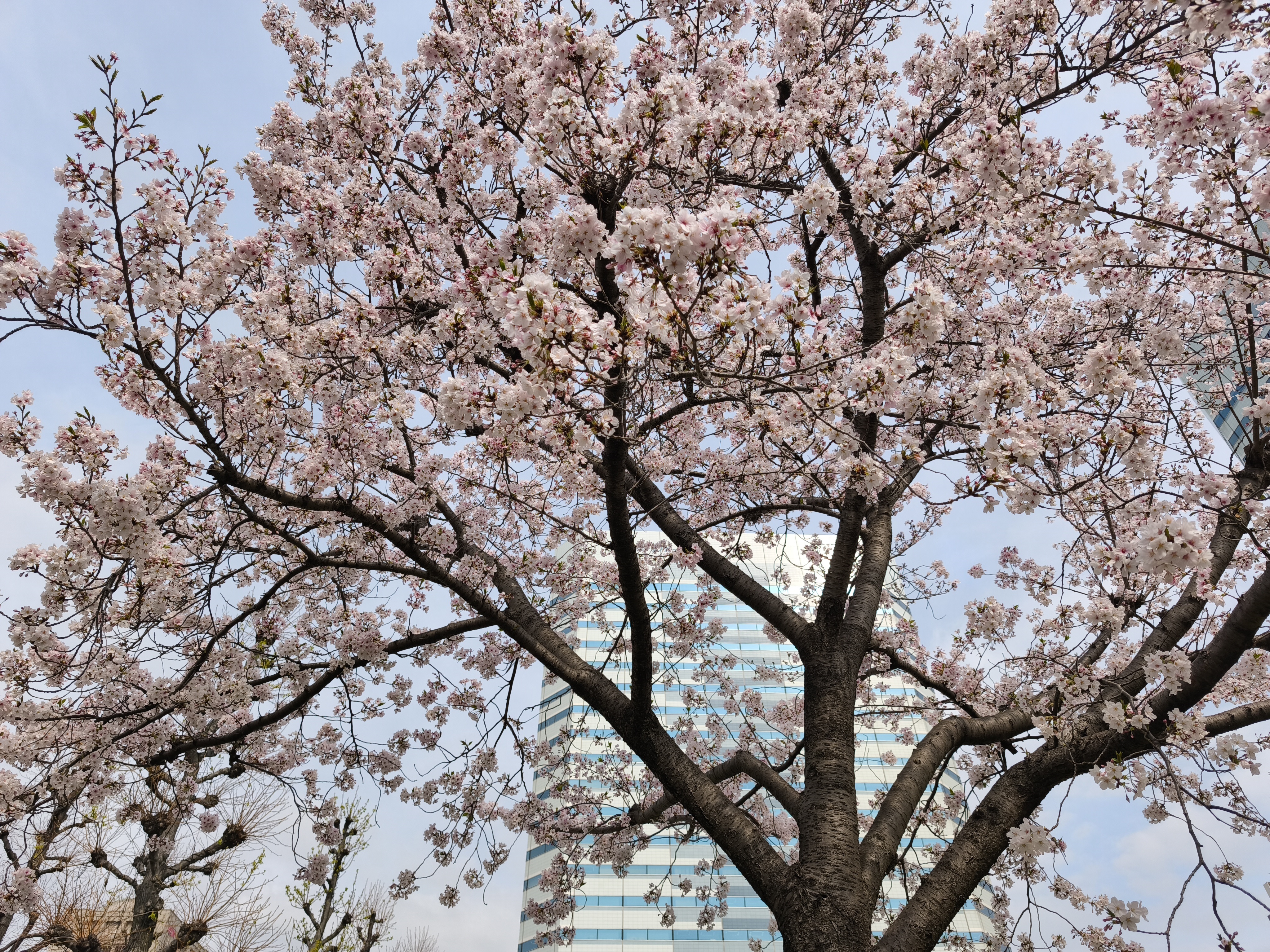 Xiaomi 14T Proで撮影した写真