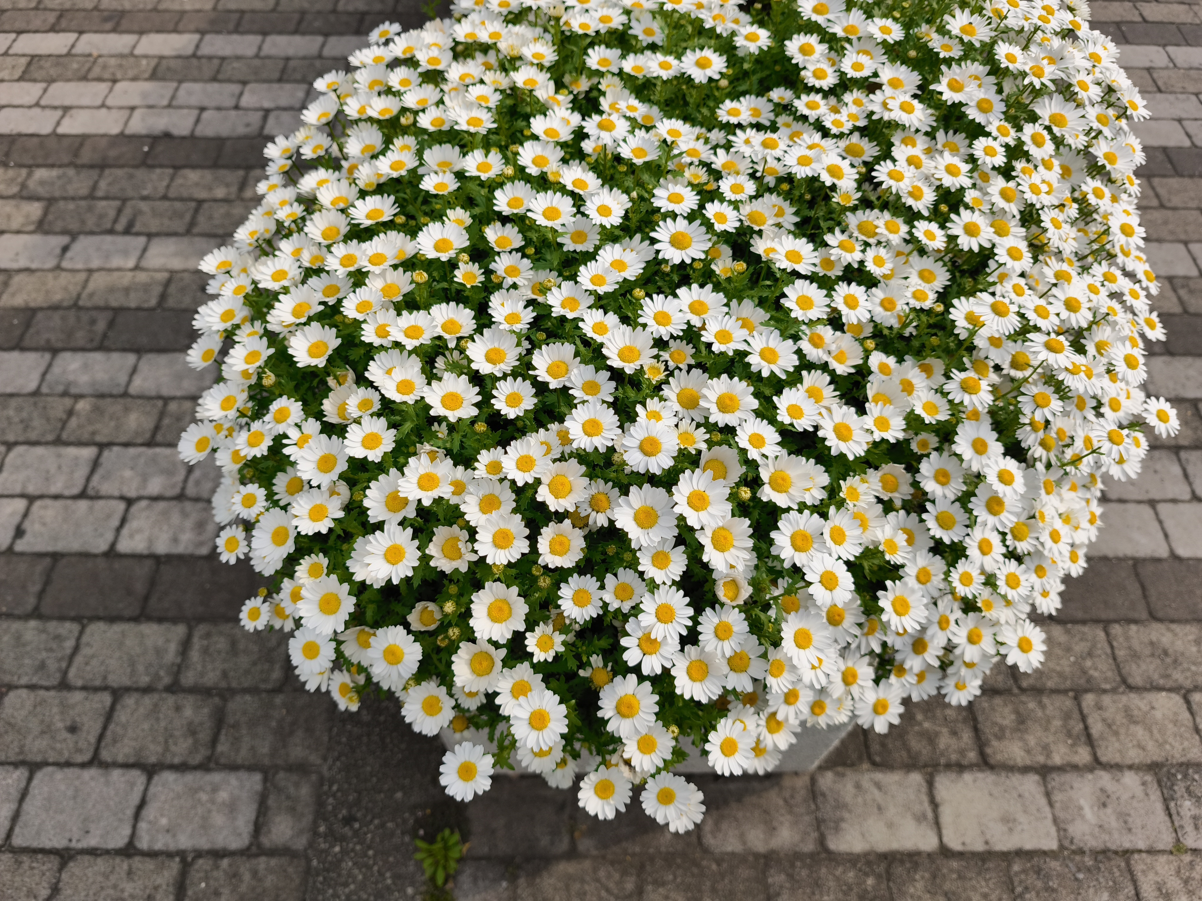 Xiaomi 14T Proで撮影した写真