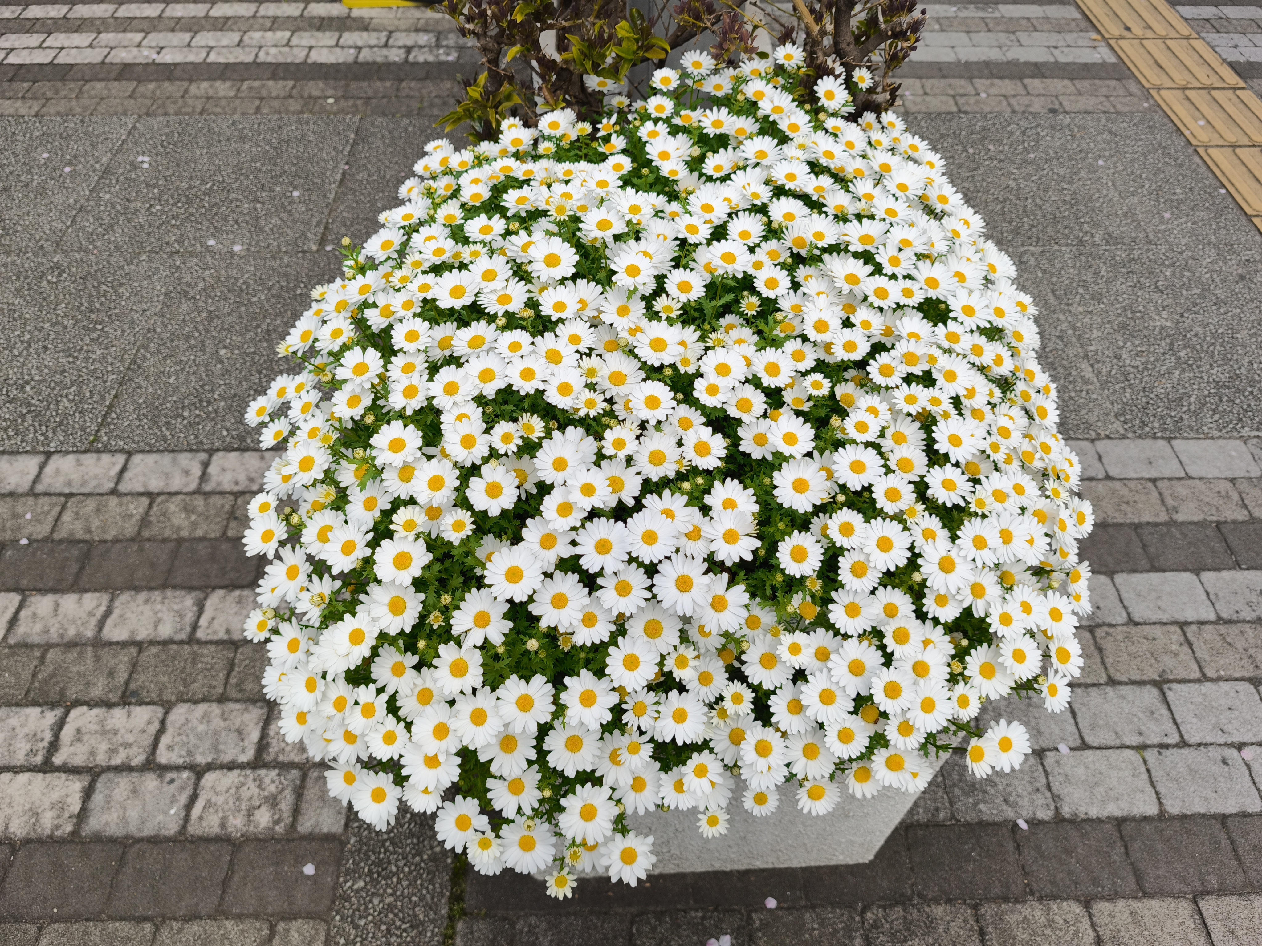 Xiaomi 14T Proで撮影した写真