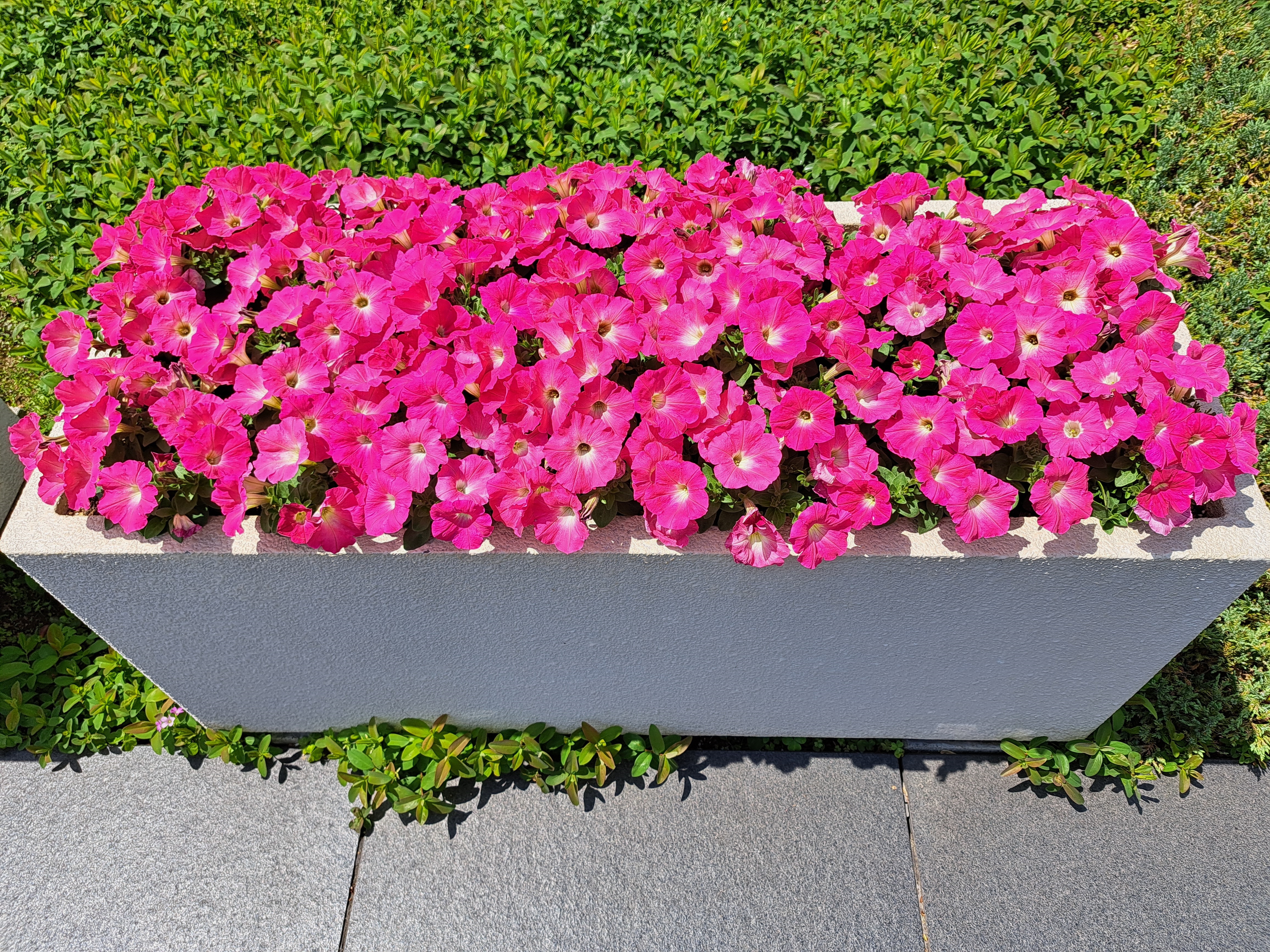 Galaxy A53 5Gで撮影した写真