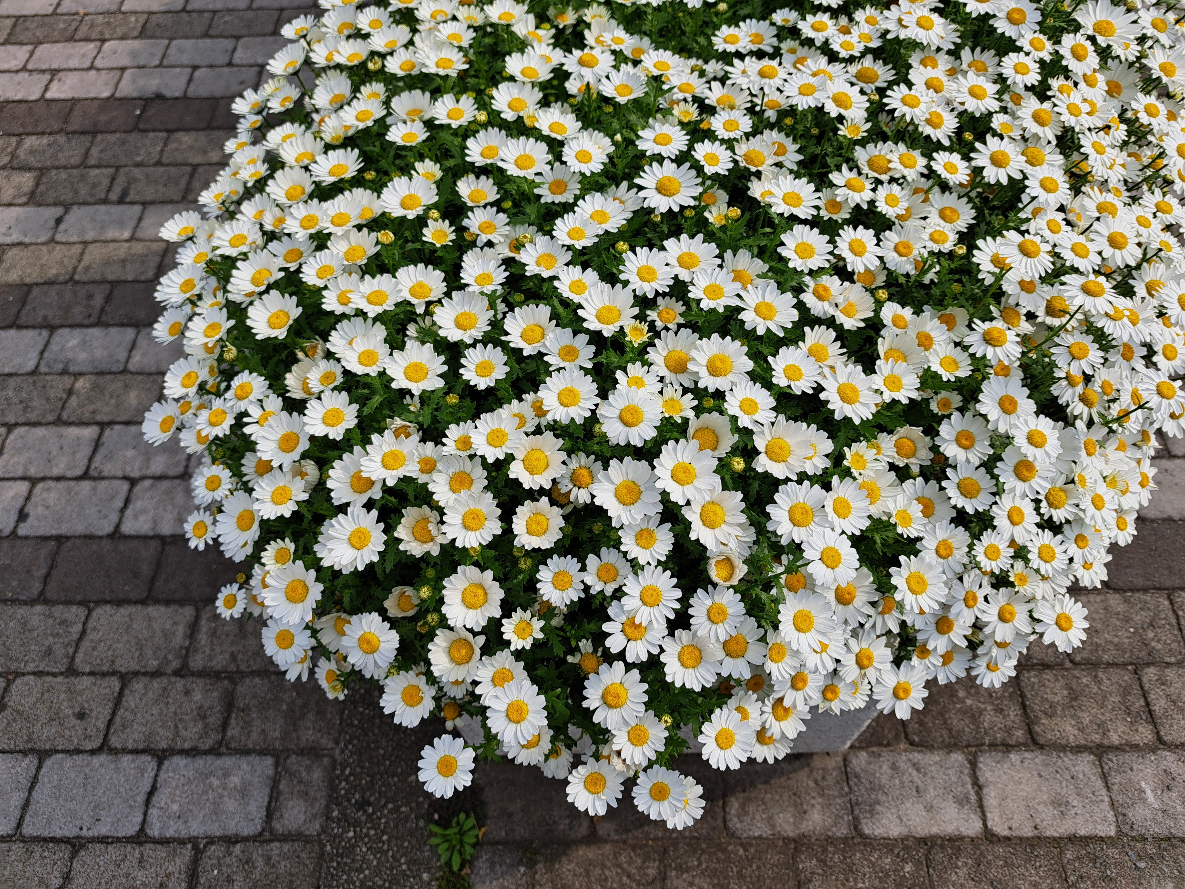 Galaxy A53 5Gで撮影した写真