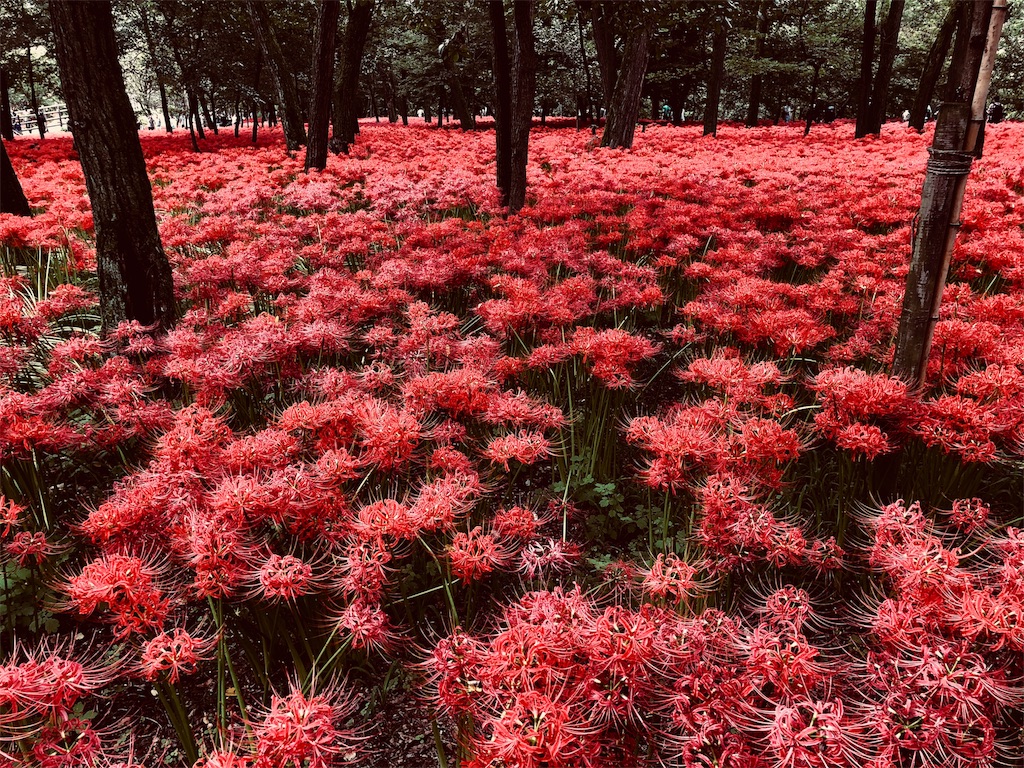 f:id:edgwcnn34:20180925234330j:image