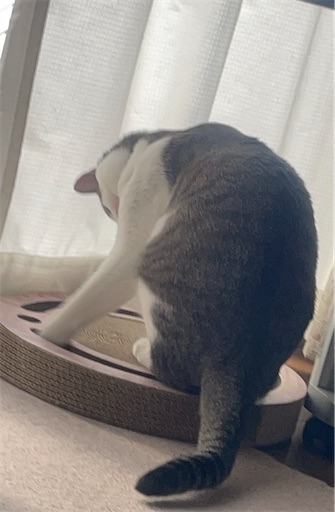 f:id:edofuku2005:20251130203539j:image