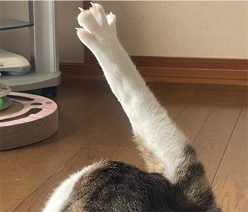 f:id:edofuku2005:20260204162020j:image