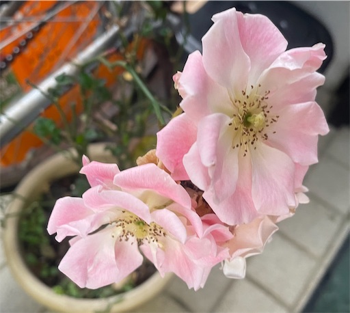 f:id:edofuku2005:20260205141424j:image