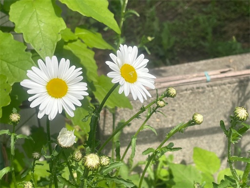 f:id:edofuku2005:20260520192634j:image