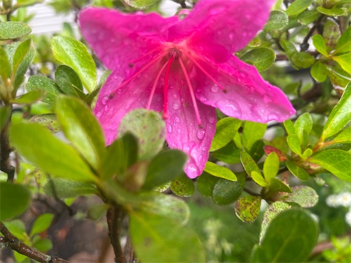f:id:edofuku2005:20260521204019j:image