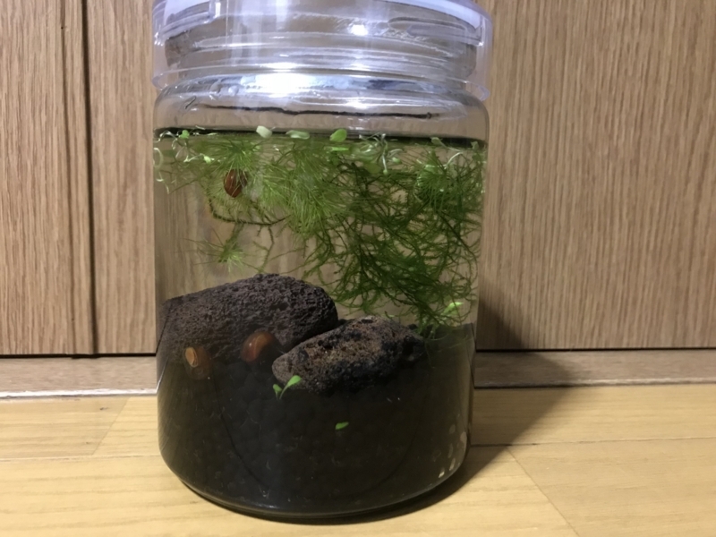 f:id:education-aqua:20180528230307j:plain f:id:education-aqua:20180528230307j:plain