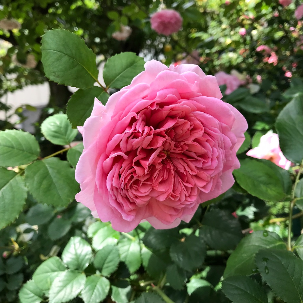 f:id:edwalk:20180524142307j:image
