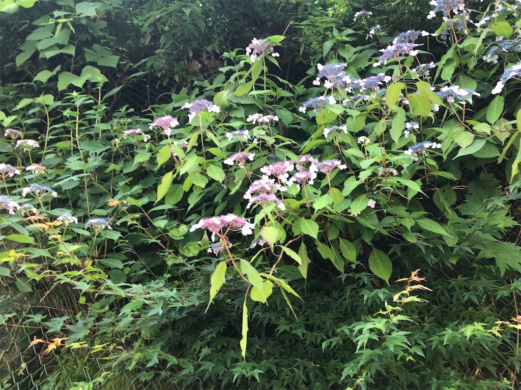 f:id:edwalk:20180608134800j:image f:id:edwalk:20180608134800j:image
